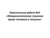 Микроскопическое строение крови человека и лягушки