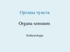 Органы чувств