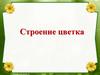 Строение цветка.    7 класс