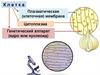 Строение клетки. 5 класс