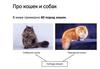 Про кошек и собак