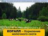 Программа КОРАЛЛ – Кормление молочного скота