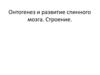 Онтогенез и развитие спинного мозга. Строение