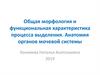 Общая морфология и функциональная характеристика процесса выделения. Анатомия органов мочевой системы