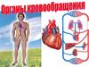 Органы кровообращения, 8 класс