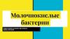 Молочнокислые бактерии