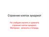 Строение клеток эукариот