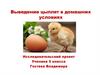 Выведение цыплят в домашних условиях