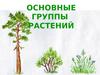 Основные группы растений