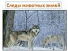 Следы животных зимой
