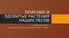 Опасные и ядовитые растения наших лесов