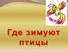 Где зимуют птицы?
