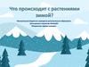 Что происходит с растениями зимой?