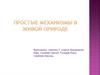 Простые механизмы в живой природе