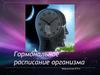 Гормональное расписание организма