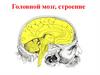 Строение головного мозга человека