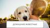 Домашние животные