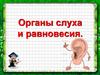 Органы слуха и равновесия