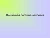 Мышечная система человека