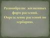 Разнообразие жизненных форм растений