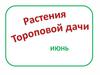 Растения Тороповой дачи