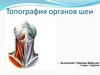 Топография органов шеи