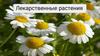 Лекарственные растения