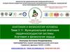 Анатомия и физиология человека. Тема 3.11. Функциональная анатомия сердечно-сосудистой системы. Анатомия и физиология сердца