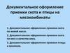 Документальное оформление приемки скота и птицы на мясокомбинаты