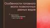 Особенности головного мозга позвоночных разных видов