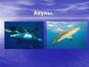 Акулы