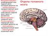 Отделы головного мозга