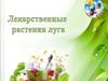 Лекарственные растения луга