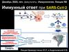Иммунный ответ при SARS-CoV-2