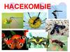 Насекомые
