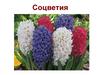 Соцветия