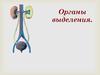 Органы выделения