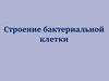 Строение бактериальной клетки