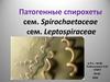 Патогенные спирохеты сем. Spirochaetaceae сем. Leptospiraceae