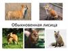 Обыкновенная лисица