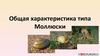 Общая характеристика типа Моллюски