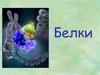 Белки