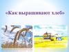Как выращивают хлеб
