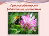 Приспособленность (адаптация) организмов