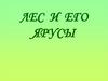 Лес и его ярусы