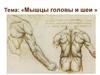 Мышцы головы и шеи