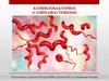 Кампилобактериоз (campilobacteriosis)