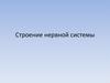 Строение нервной системы