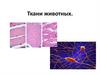 Ткани животных. 6 класс