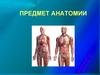 Предмет анатомии